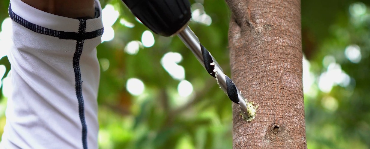 Drilling a controlled inoculation point and applying bio-inoculant paste to a tree trunk