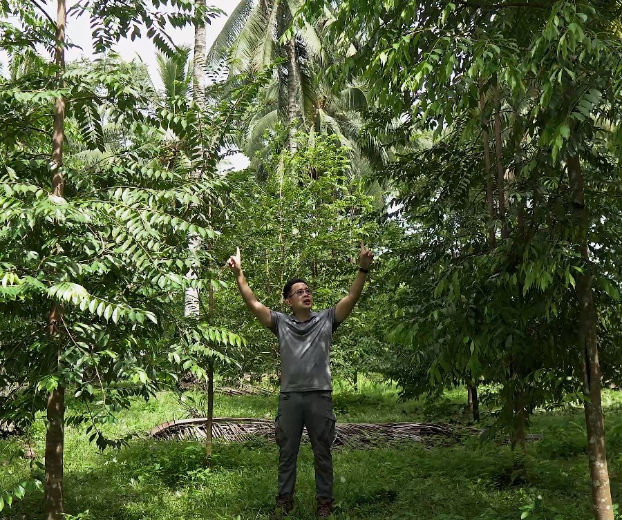 Person standing among tall, mature agarwood and coconut trees on a Dendrotonics plantation