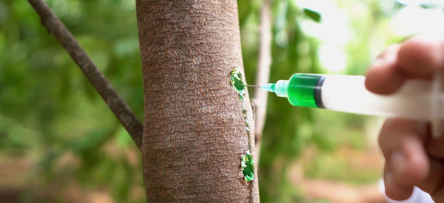 Syringe injecting bio-inoculant into a drilled trunk hole