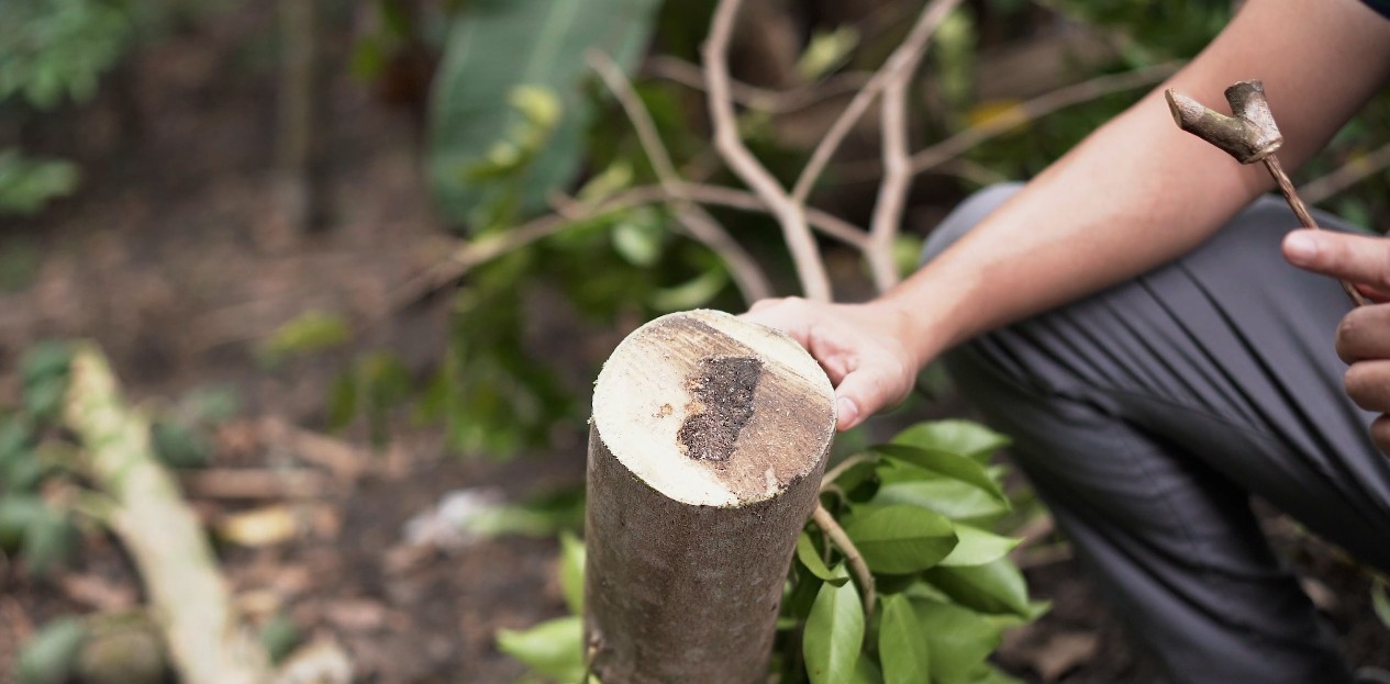 Cross-section of harvested wood showing dark agarwood resin formed at the core