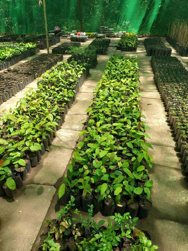 Nursery A