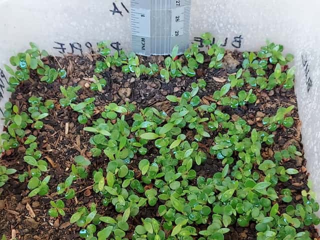magkono sprouts