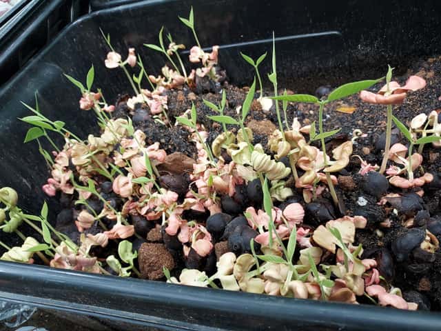 red lawaan sprouts