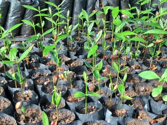 white nato sprouts