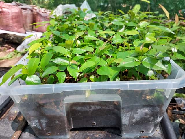 yakal saplungan sprouts