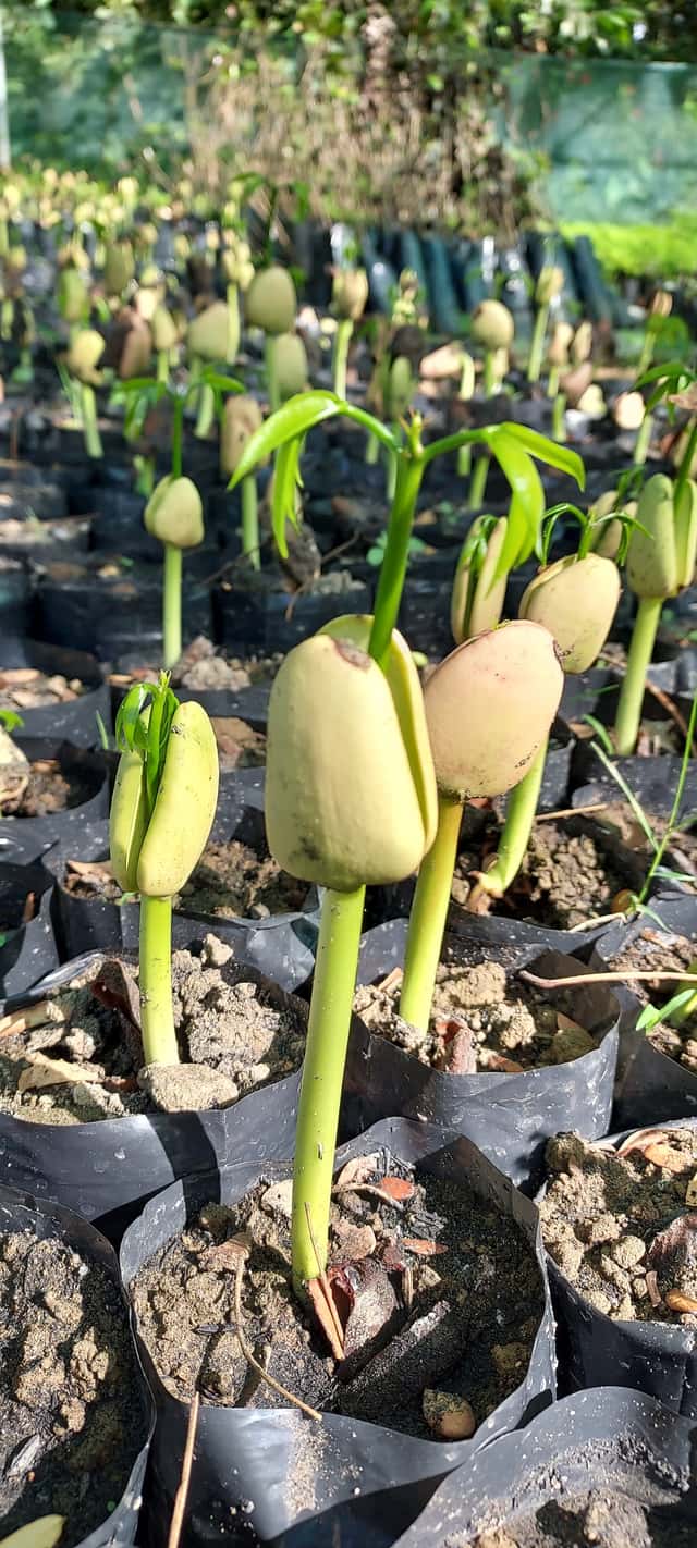 ipil sprouts