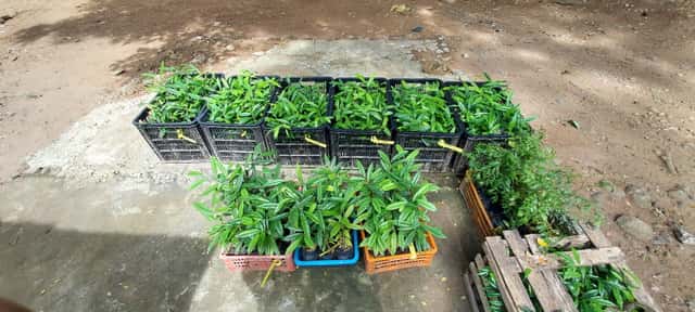 research set-up aquilaria cumingiana