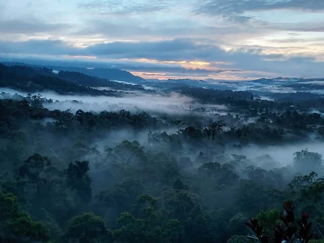 eureka morning forest view