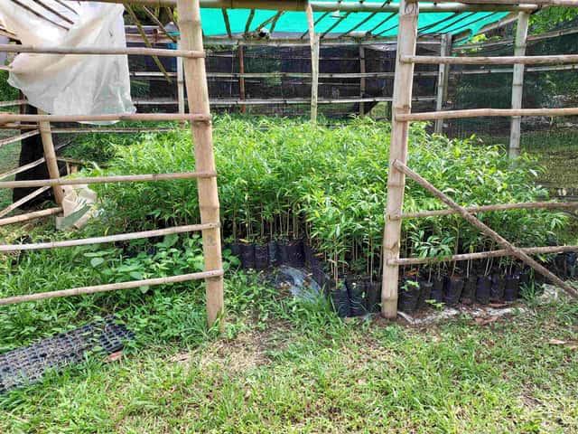 Nursery D