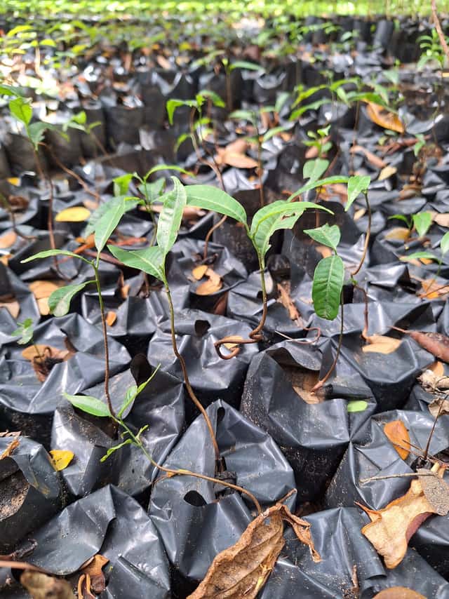 apitong baboy seedlings