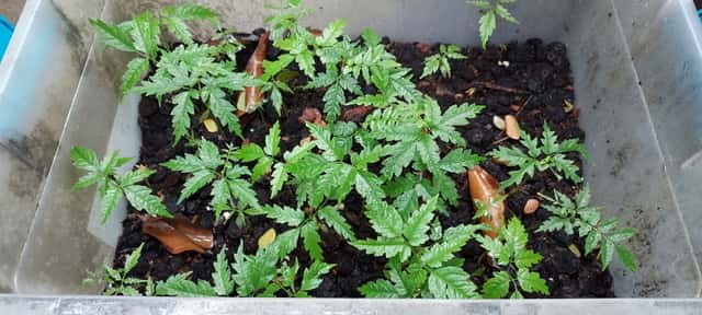 dao sprouts
