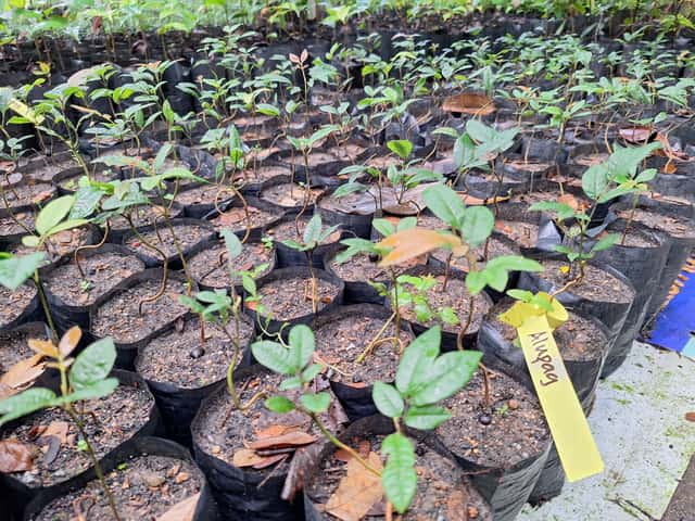 alupag sprouts