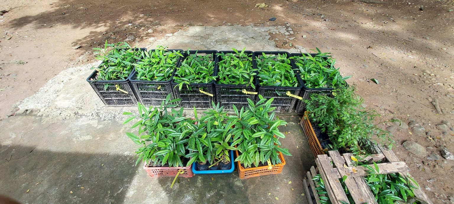 Labelled crates of young Aquilaria cumingiana plants laid out on a concrete pad for a propagation trial