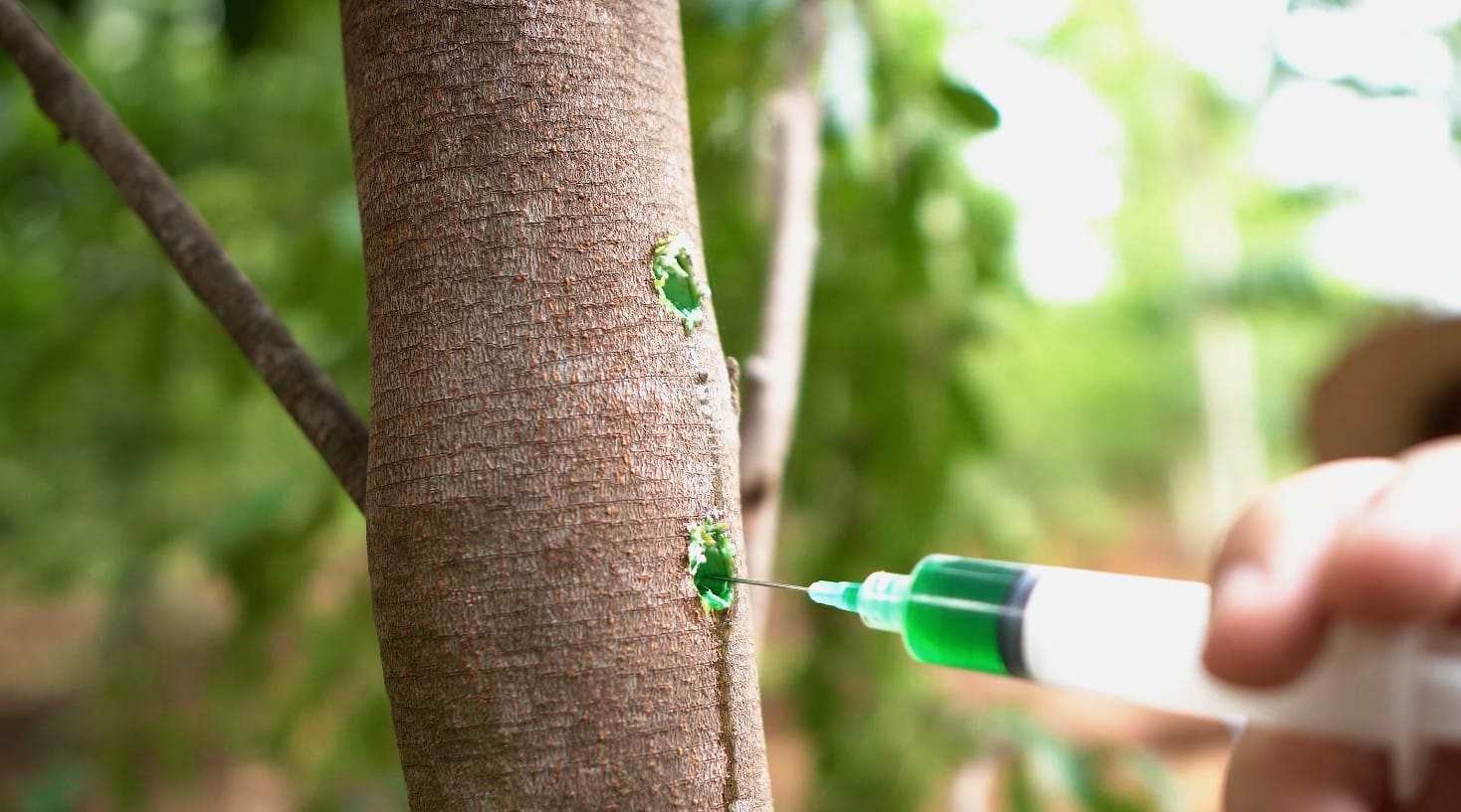 A syringe infusing green fungal inoculum into drilled boreholes on an Aquilaria trunk