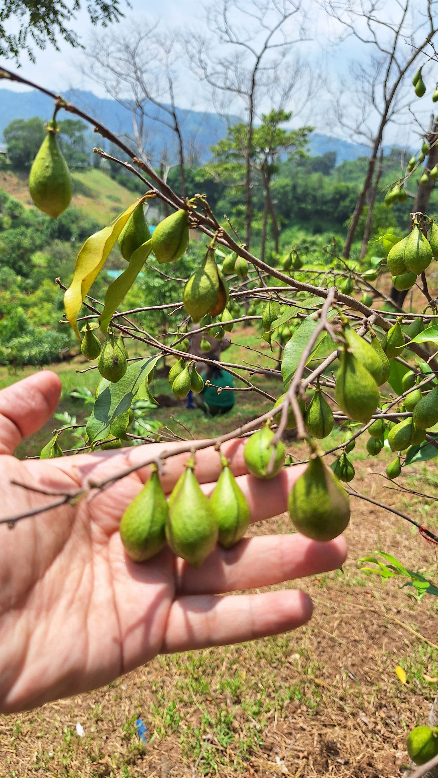 Breakthrough in Agarwood Cultivation: Dendrotonics Unveils AI-Driven Protocols