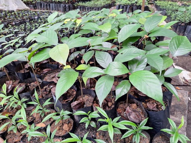 apitong seedlings