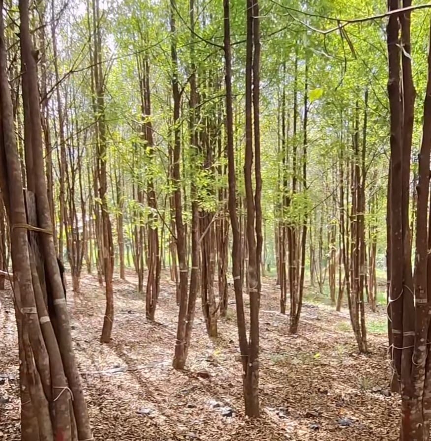 A dense stand of slim young Aquilaria trees on a Philippine plantation, trunks banded with monitoring tags