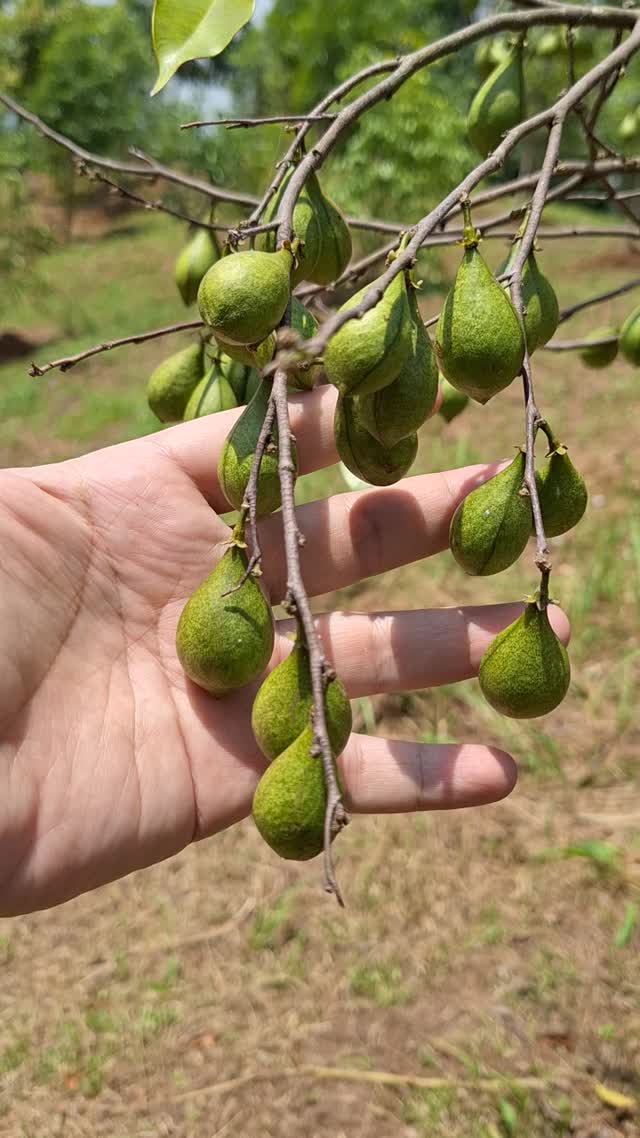 A hand steadying a branch hung with dozens of green, pear-shaped Aquilaria seed capsules