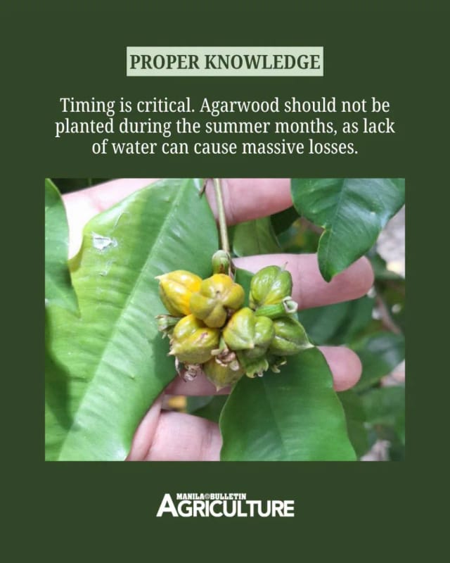 Proper knowledge: timing is critical - agarwood should not be planted during the summer months, when lack of water can cause massive losses. Manila Bulletin Agriculture card over a photo of ripening Aquilaria seed capsules held in a hand.