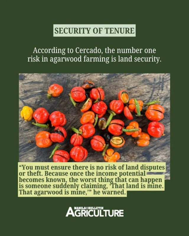 Security of tenure: Dr. Ephraim Cercado names land security the number one risk in agarwood farming, warning that once the income potential is known someone may claim the land and the trees. Manila Bulletin Agriculture card over a photo of split red Aquilaria seed pods.
