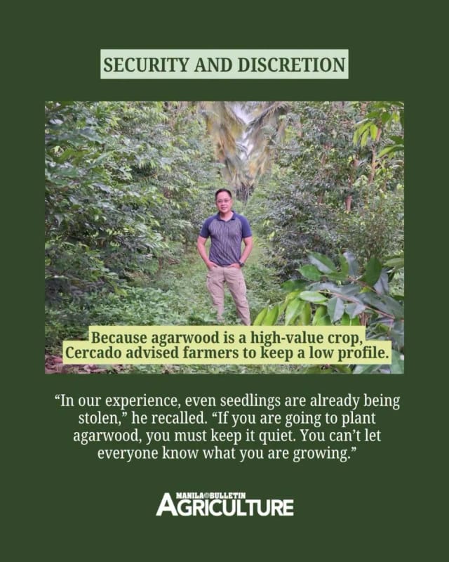 Security and discretion: because agarwood is a high-value crop and even seedlings are being stolen, Cercado advises farmers to keep a low profile. Manila Bulletin Agriculture card showing Dr. Ephraim Cercado standing among young agarwood trees.