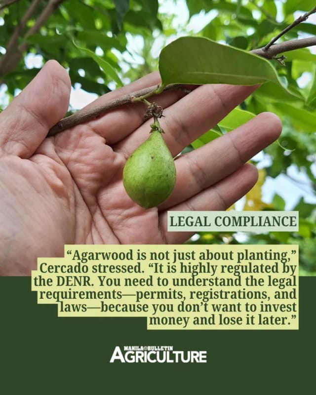 Legal compliance: agarwood is highly regulated by the DENR, so growers must understand permits, registrations and laws before investing. Manila Bulletin Agriculture card over a photo of a hand holding an unripe Aquilaria fruit on the branch.