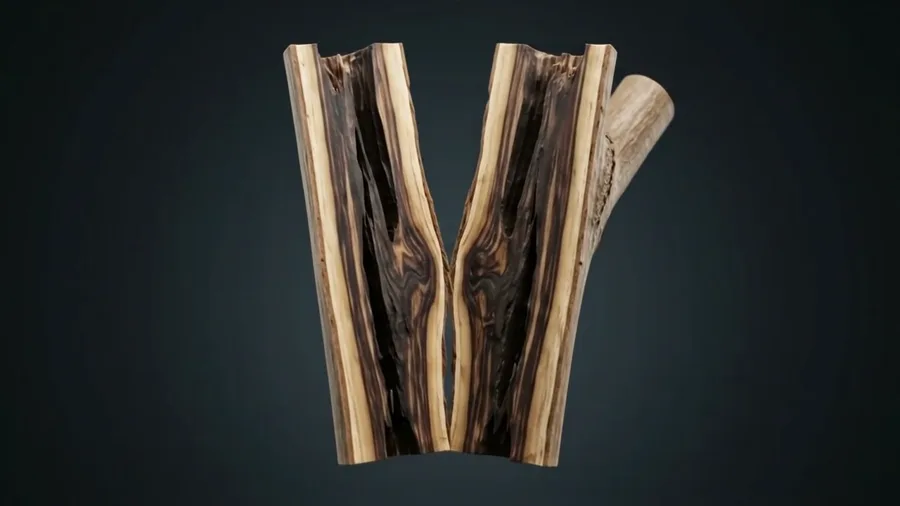 A split Aquilaria trunk revealing dark resinous agarwood veins running through pale sapwood
