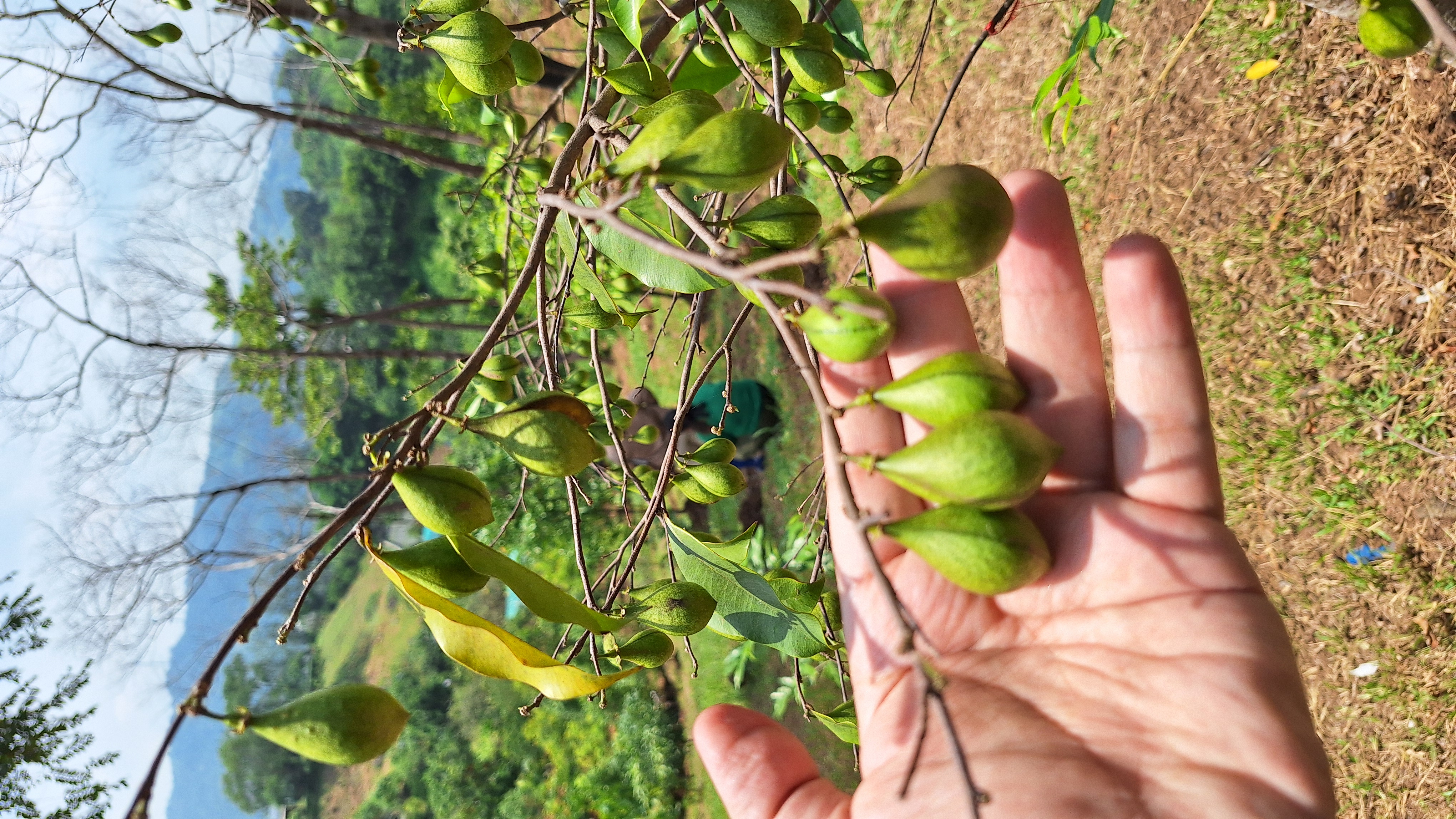 Breakthrough in Agarwood Cultivation: Dendrotonics Unveils AI-Driven Protocols
