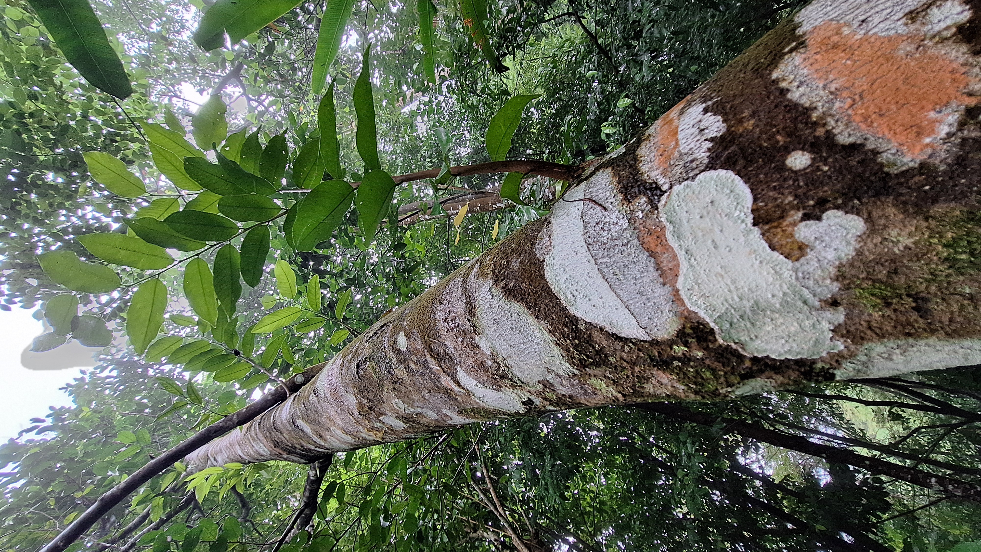Agarwood growing on a tree