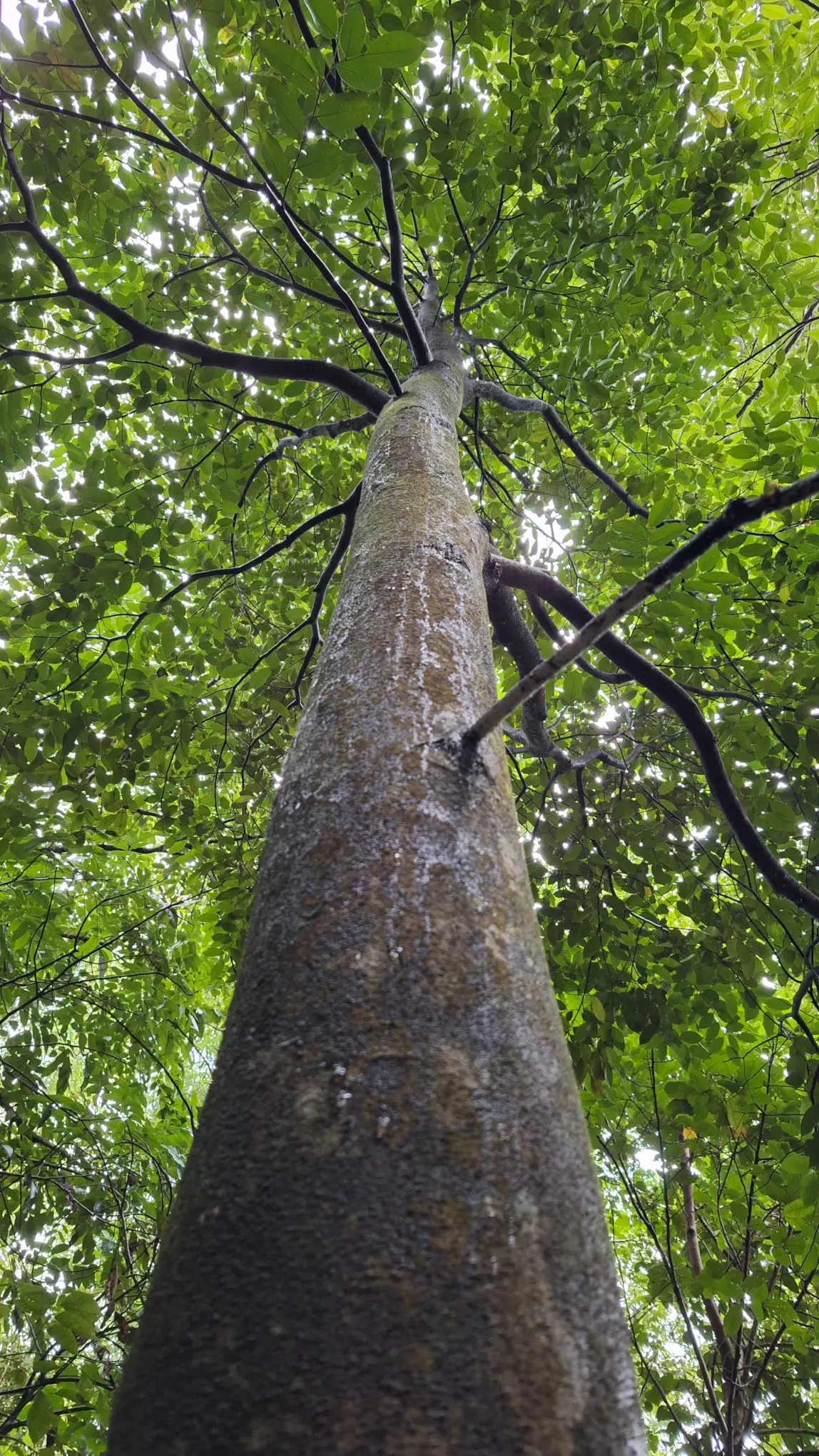 A thriving Dendrotonics plantation