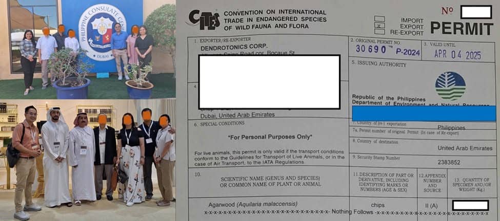 The first legal Philippine agarwood export by Dendrotonics, 2024