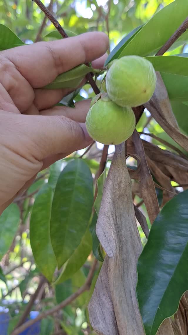 Agarwood seedlings