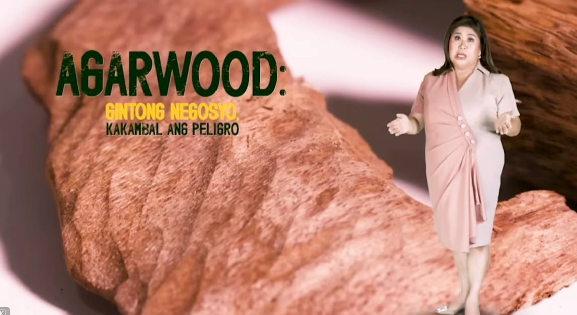 Kapuso Mo, Jessica Soho feature: “Agarwood: Gintong Negosyo, Kakambal ang Peligro”